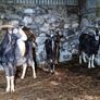 irish goats Image 3