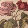 Vintage Rose Botanical Print Framed - Nederlandsch Bloemwerk Cottagecore Wall Art  11.6 inches x 14.8 inches Image 6