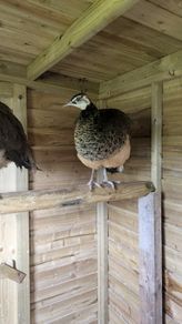 Male Indian Blue Peafowl Peacock's Available