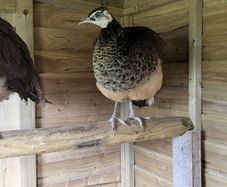 Male Indian Blue Peafowl Peacock's Available