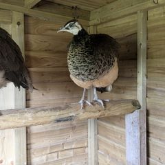 Male Indian Blue Peafowl Peacock's Available