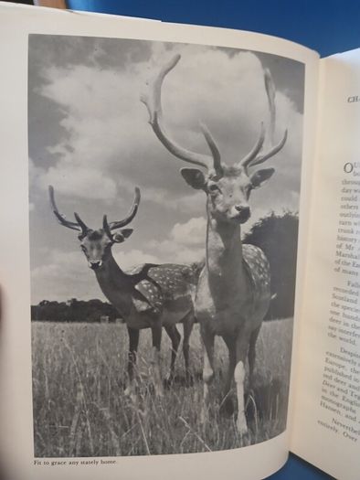 Fallow Deer book