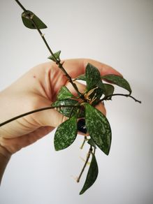 Hoya plant set