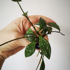Hoya plant set