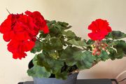 House plant