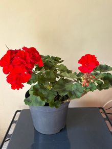 House plant