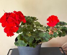 House plant