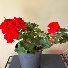 House plant