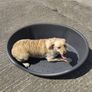 Dog bed Image 3