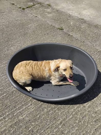 Dog bed