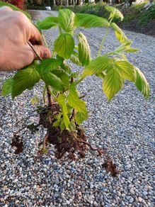 raspberry clumps
