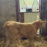 Super charlois bull runner Image 3