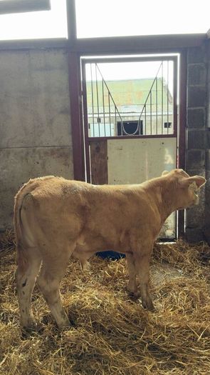 Super charlois bull runner