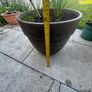 plant Image 4