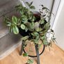 tradescantia zebrina Image 2