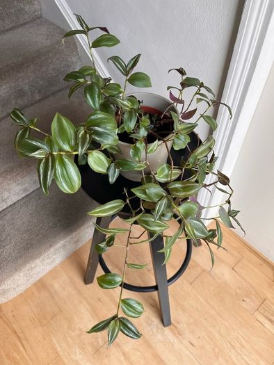 tradescantia zebrina