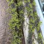 New 120cm length rustic twig and moss garland Image 7