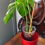 No.68 Monstera Albo Image 4