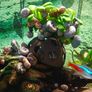 Aquarium Snails Ramshorn & Malaysian Trumpet(Melania) Image 4