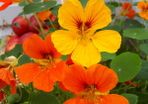 Nasturtium Seeds