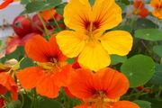 Nasturtium Seeds