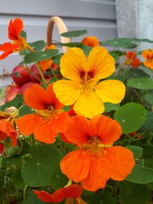 Nasturtium Seeds