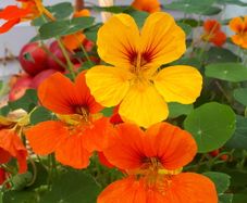 Nasturtium Seeds