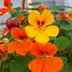 Nasturtium Seeds