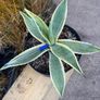 Agave americana Variegata (Variegated Century Plant) Image 5