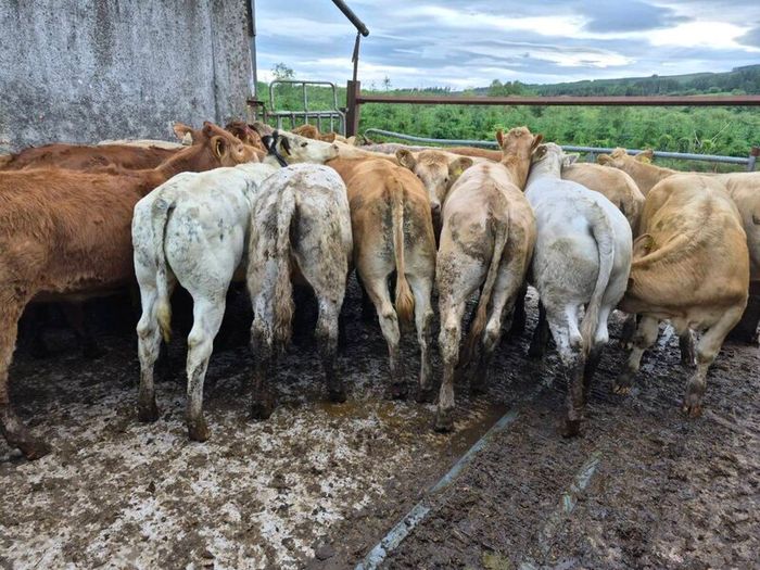 16  heifers