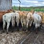 16  heifers Image 3
