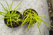 garden plants