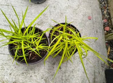 garden plants