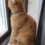 Cat Image 4