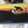 Rocketdog Crush Velvet Wedges size 7 Image 5