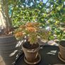 aeonium sweet tea Image 2