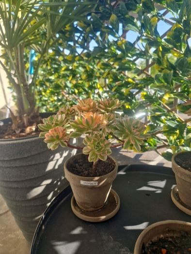 aeonium sweet tea