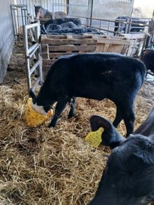 5 calved heifers with calves at foot
