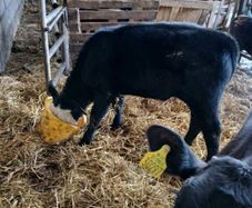 5 calved heifers with calves at foot