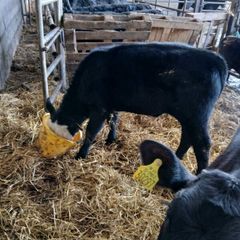5 calved heifers with calves at foot