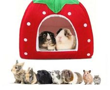 Strawberry bed for small animals like rabbits, hamsters, gerbils etc
