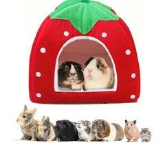 Strawberry bed for small animals like rabbits, hamsters, gerbils etc