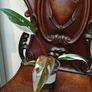 Philodendron Red Anderson Image 3