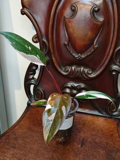 Philodendron Red Anderson