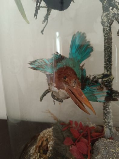 Taxidermy Bird Diorama