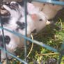 pet rabbit Image 3