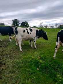 British Fresian springing heifers