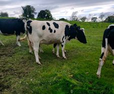 British Fresian springing heifers