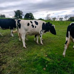 British Fresian springing heifers