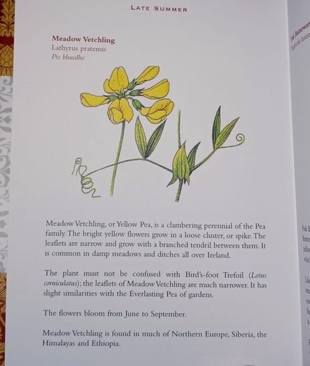 Ireland's Flora and Fauna Appletree Deluxe Editions Trees and Shrubs Wild Flowers Birds a beautiful collection of three books with lovely illustrations in excellent condition with no issues FREE STANDARD POSTAGE INCLUDED